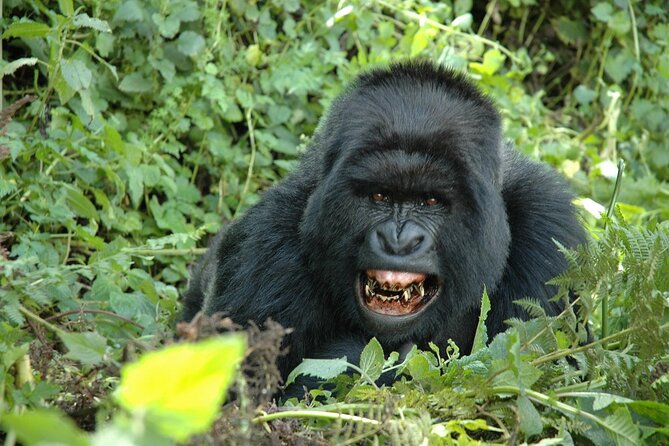 1 Day Rwanda Gorilla Trekking Tour In The Volcanoes National Park - Lunch, Return Transport, and the Ruhengeri Option
