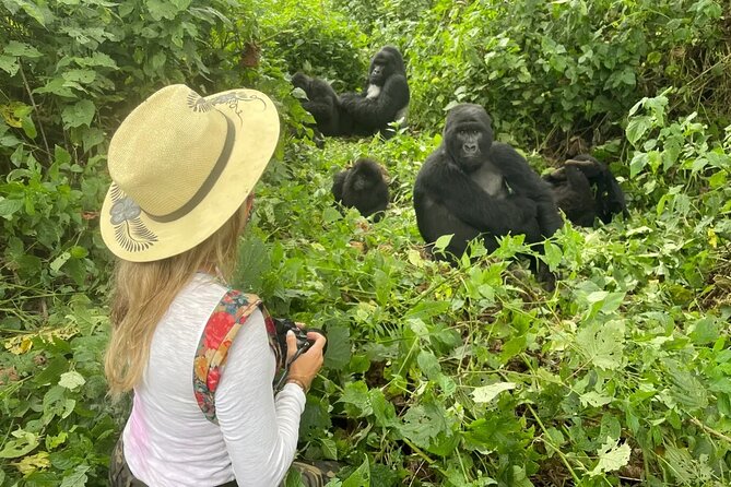 1 Day Rwanda Gorilla Trekking Tour In The Volcanoes National Park - The Best Fit for This One-Day Tour