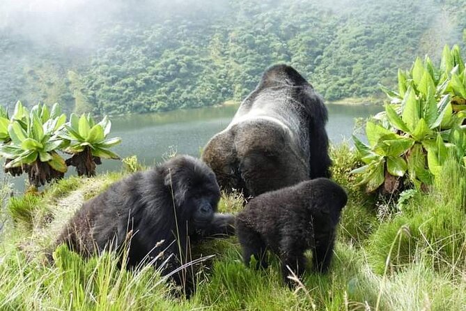1 Day Rwanda Gorilla Trekking Tour In The Volcanoes National Park - Volcanoes National Park and Its Five Volcanoes