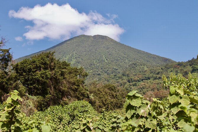 1 Day Rwanda Gorilla Trekking Tour - Coffee stops and the road to Musanze