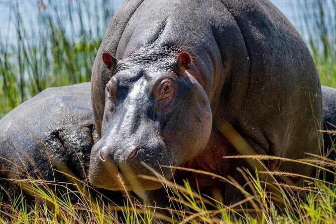1 Day Safari to Akagera national park-Big5 Safari - Key facts before you book