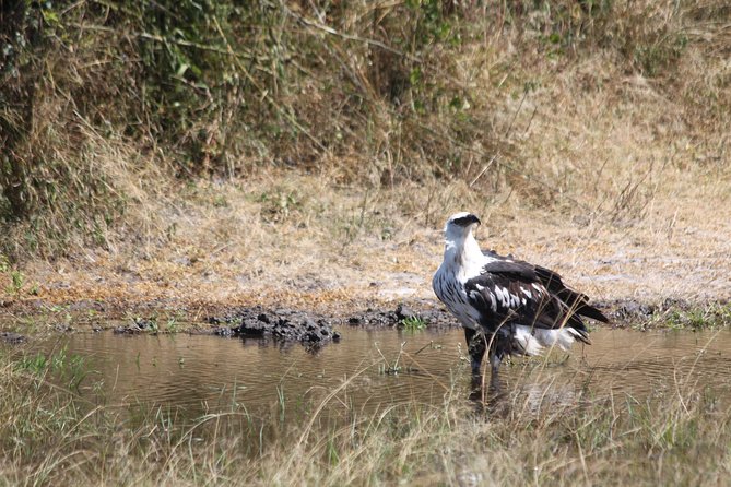 1 Day Safari to Akagera national park-Big5 Safari - Why Akagera makes a strong one-day safari