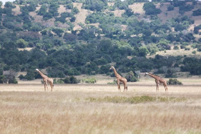 1 Day Safari to Akagera national park-Big5 Safari - Lunch, transport, and what the $332.50 covers
