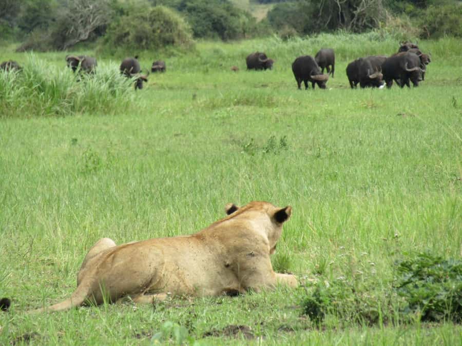 2-Day Akagera Game Drive, Boatride & Safari resort overnight - Why Akagera makes a good short safari