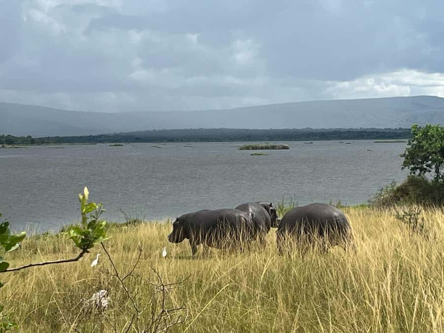 2-Day Akagera Game Drive, Boatride & Safari resort overnight - Day 2: The early game drive and the Big Five search