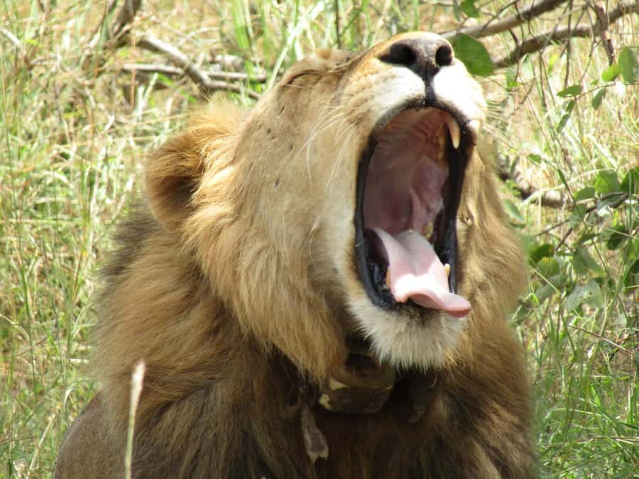2-Day Akagera Game Drive, Boatride & Safari resort overnight - What the six-hour drive feels like