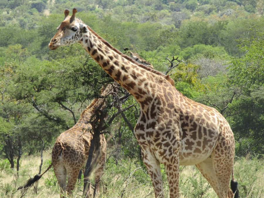 2-Day Akagera Game Drive, Boatride & Safari resort overnight - What the $590 price really includes