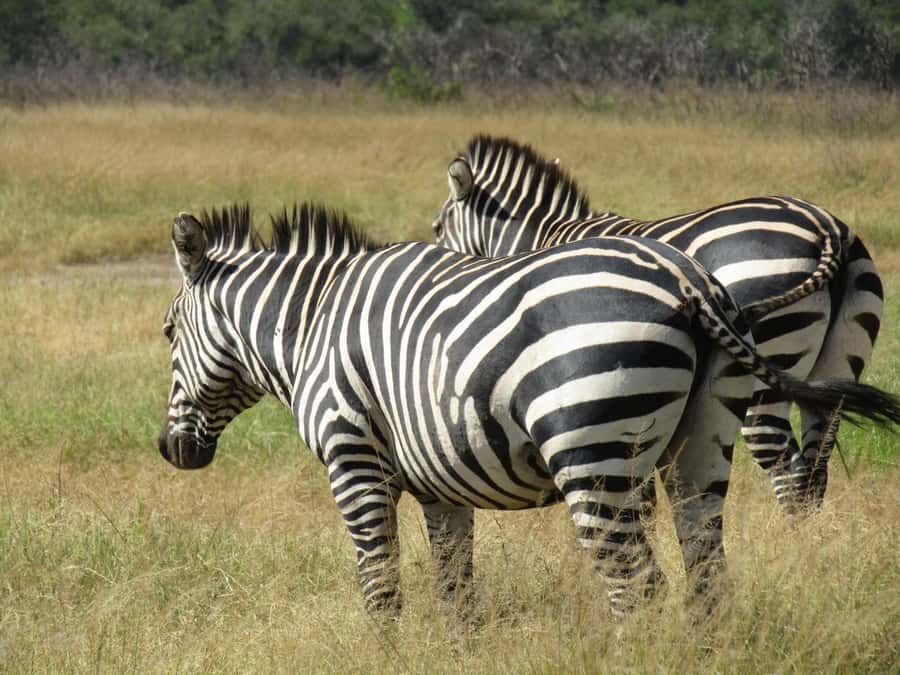 2-Day Akagera Game Drive, Boatride & Safari resort overnight - Who should book this Akagera safari?