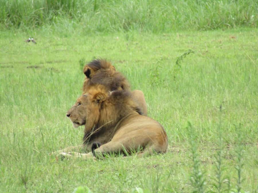 2-Day Akagera Game Drive, Boatride & Safari resort overnight - Day 1: Kigali to Akagera through Rwanda’s eastern scenery