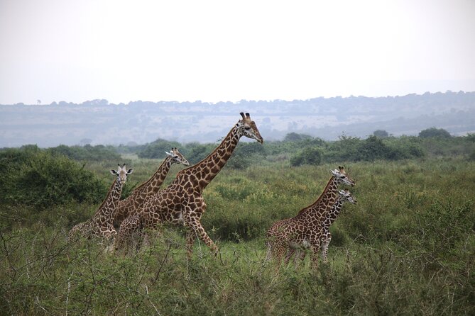 2-Day Akagera National Park Game Drive, Ihema boat trip with a Choice 4x4 - Leaving Kigali for Akagera National Park