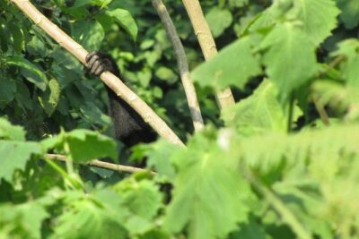 2 Day Gorilla Trekking Safari in Uganda via Kigali