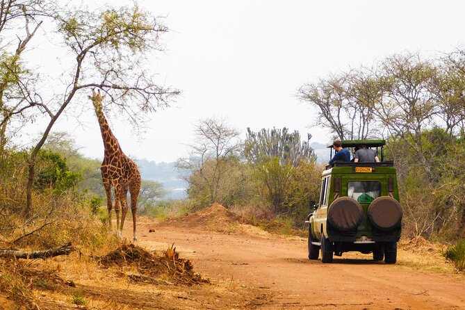 2 Days Akagera National Park Wildlife Safari - Key points to know before booking