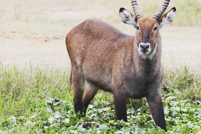 2 Days Akagera National Park Wildlife Safari - The six-hour wildlife drive on day two
