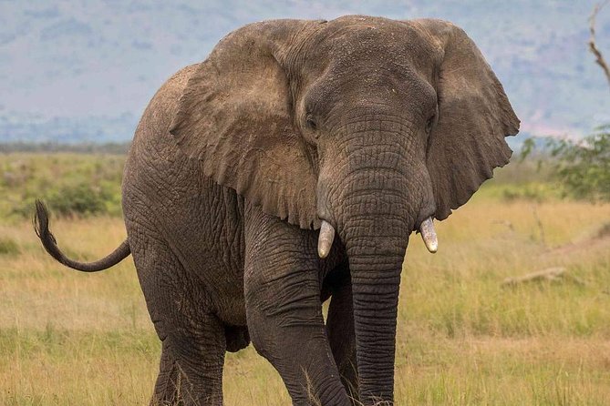 2 Days Akagera National Park Wildlife Safari - What you might see in Akagera