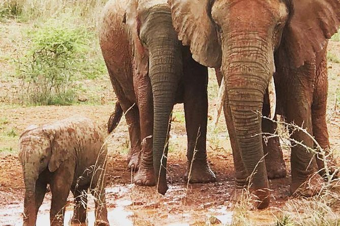2 Days Akagera National Park Wildlife Safari - Private service, group size, and comfort