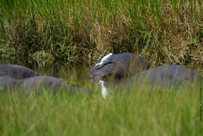 2 Days Akagera Wildlife Safari - Why Akagera Works for a Short Safari From Kigali