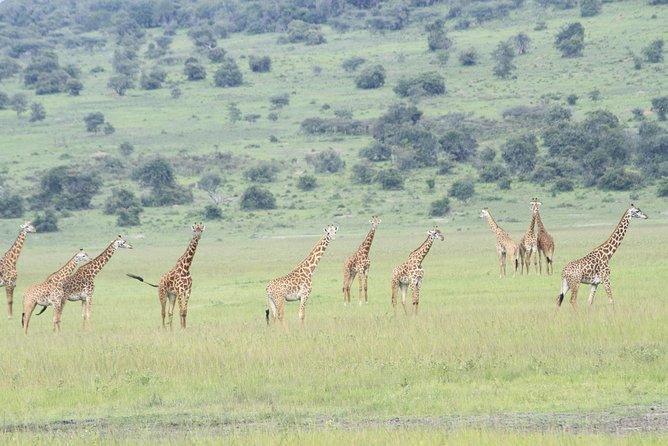 2 Days Akagera Wildlife Safari - Luxury Lodging After the Evening Drive