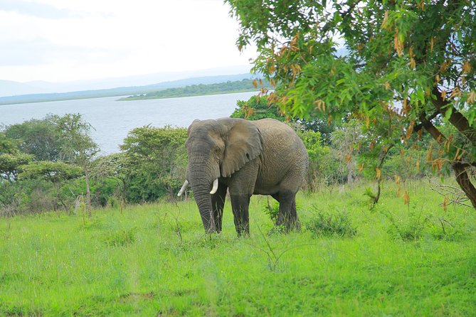 2 Days Akagera Wildlife Safari - Day Two: A Full Game Drive in Akagera