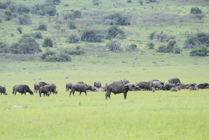 2 Days Akagera Wildlife Safari - Is $1,200 Per Person Good Value?
