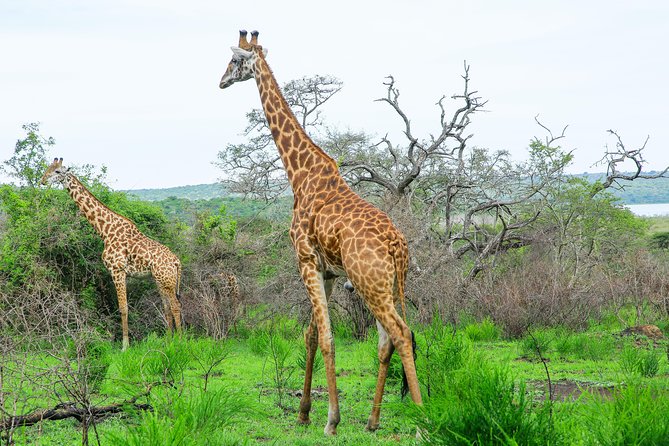 2 Days Akagera Wildlife Safari - What to Pack and How to Prepare
