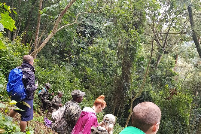 2 Days Chimpanzee trekking & Canopy Walk in Nyungwe National Park - Why Nyungwe works well in two days
