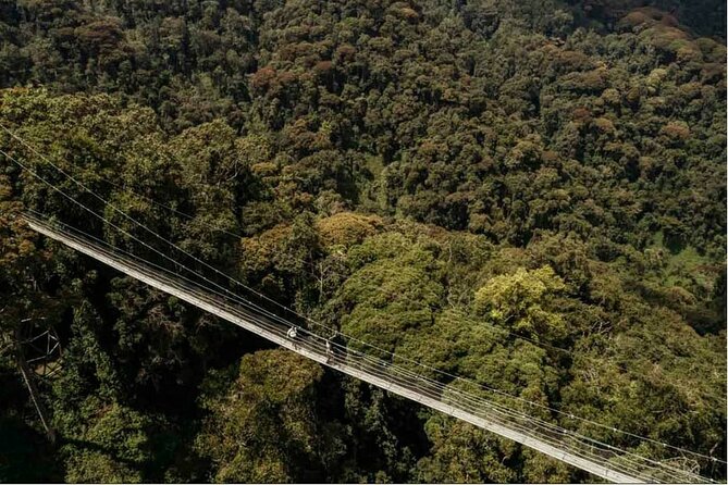 2 Days Chimpanzee trekking & Canopy Walk in Nyungwe National Park - Nyanza, the King’s Palace, and Huye on the way south