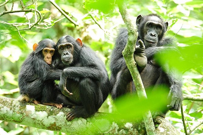 2 Days Chimpanzees trekking Tour and Canopy walk Adventure - Key points at a glance