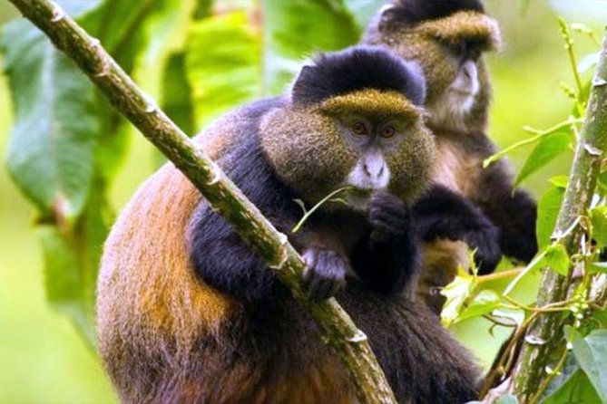 2 Days Chimpanzees trekking Tour and Canopy walk Adventure - What Serge and Fabrice add to the trip