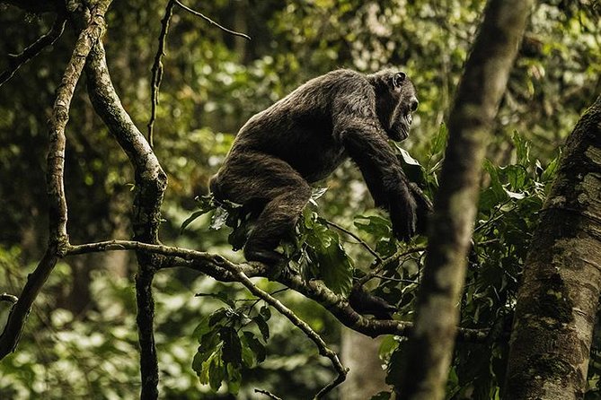 2 Days Chimpanzees trekking Tour and Canopy walk Adventure - Is $1,350 per person a fair price?