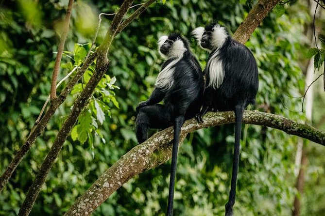 2 Days Chimpanzees trekking Tour and Canopy walk Adventure - Practical planning for the forest