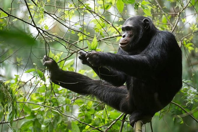 2 Days Chimpanzees trekking Tour and Canopy walk Adventure - Who will enjoy this two-day Nyungwe trip?