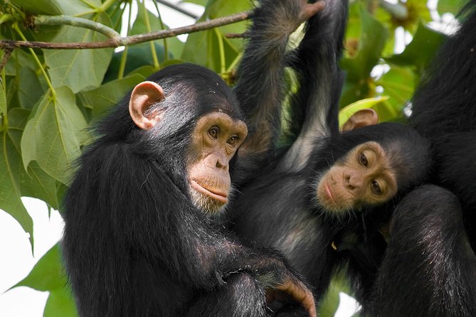 2 Days Chimpanzees trekking Tour and Canopy walk Adventure - Day 2: Early chimpanzee trekking in Nyungwe