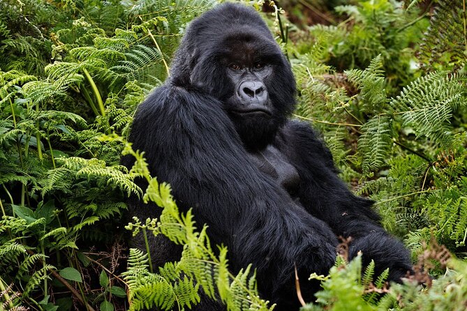 2 Days Gorilla & Golden Monkey Trekking Safaris - Key points to know before booking