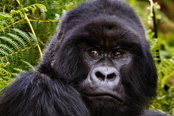 2 Days Gorilla & Golden Monkey Trekking Safaris - The 106-kilometer transfer from Kigali
