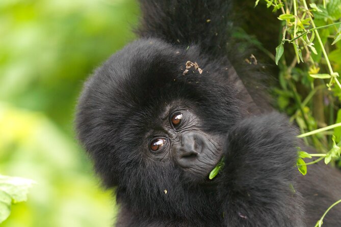 2 Days Gorilla & Golden Monkey Trekking Safaris - Canoeing on the Mukungwa River