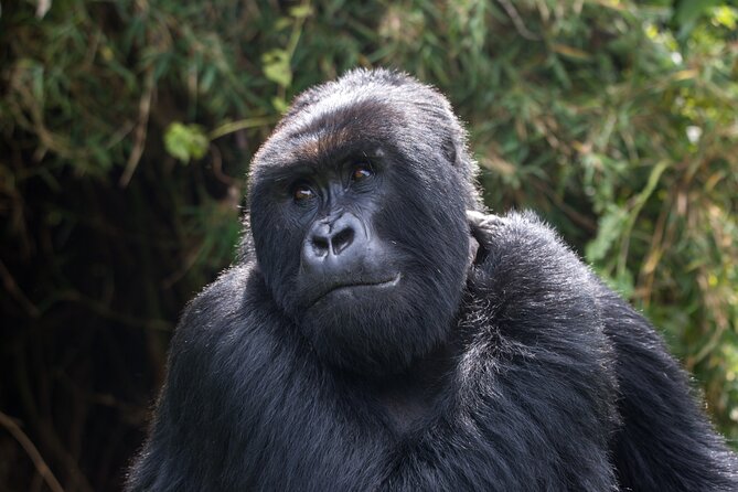 2 Days Gorilla & Golden Monkey Trekking Safaris - Gorilla trekking on the second day