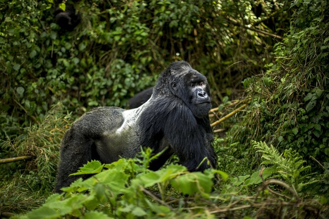 2 Days Gorilla & Golden Monkey Trekking Safaris - What the $715 price really covers