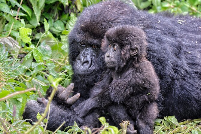 2 Days Gorilla & Golden Monkey Trekking Safaris - Who should book this experience