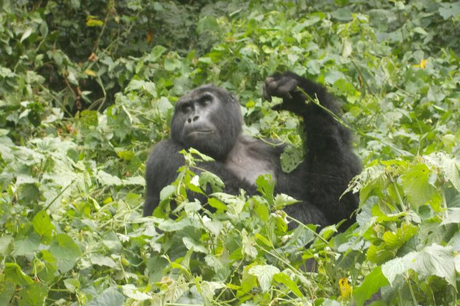 2 Days Gorilla Trekking in Bwindi through Kigali - Key points to know before booking