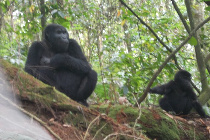 2 Days Gorilla Trekking in Bwindi through Kigali - Bwindi’s forest setting and what you may see