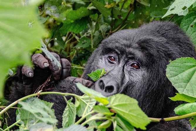 2 Days Gorilla Trekking Rwanda - Why this two-day plan makes sense