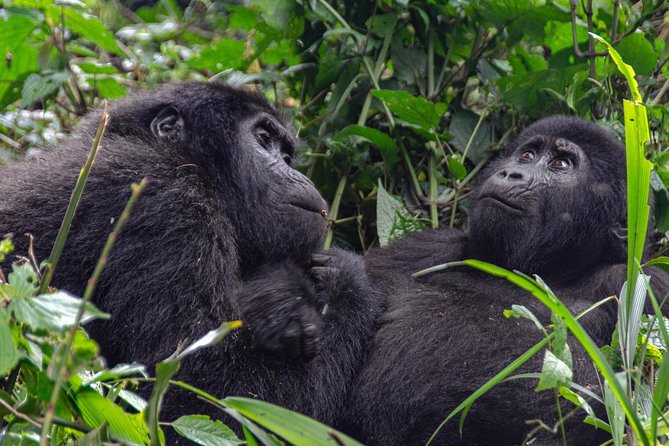 2 Days Gorilla Trekking Rwanda - The guides and the organization