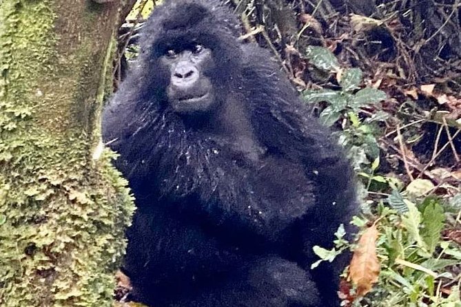2 Days Gorilla Trekking Rwanda - Is $2,925 good value?