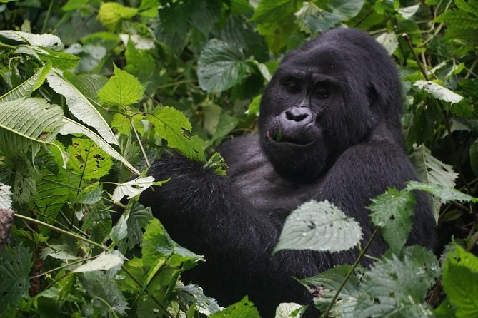 2 Days Gorilla Trekking Uganda - Key points to know before booking