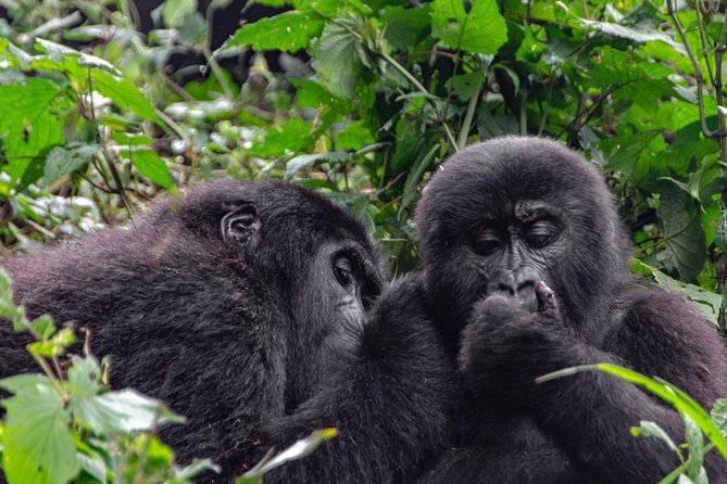2 Days Gorilla Trekking Uganda - Day 2: The 8:00 am gorilla briefing