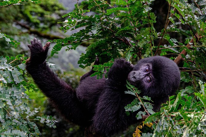 2 Days Gorilla Trekking Uganda - Is $2,200 good value?