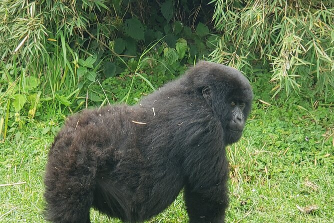 2 Days Mountain Gorilla Safari Rwanda - The drive north to Volcanoes National Park