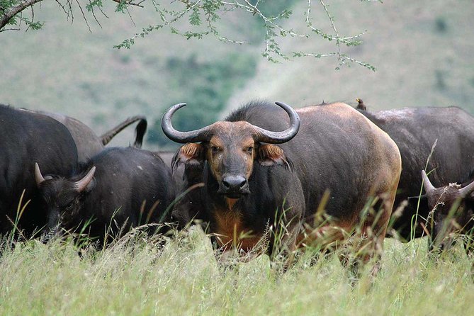 2 Days Mountain Gorilla Safari Rwanda - What gorilla trekking is really about