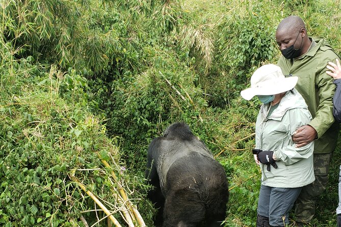 2 Days Mountain Gorilla Safari Rwanda - The value of a private guide and driver