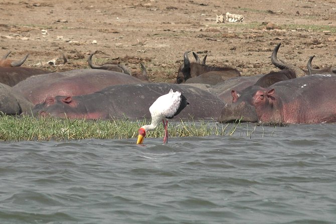 2 Days Murchison Falls Big 5 Savannah wildlife safari - Why this short safari works